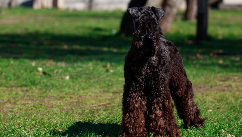 Blue sales terrier puppy